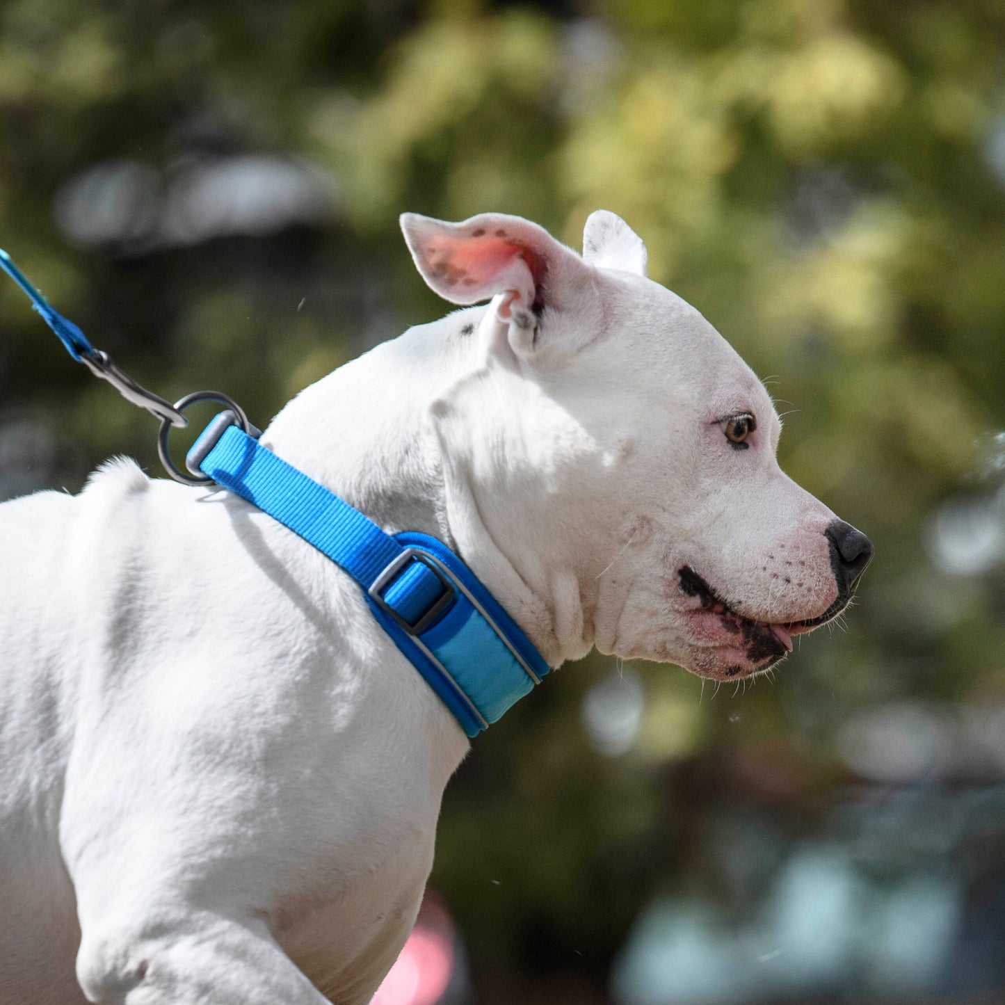 Freedog Cool Pro Tech Collar