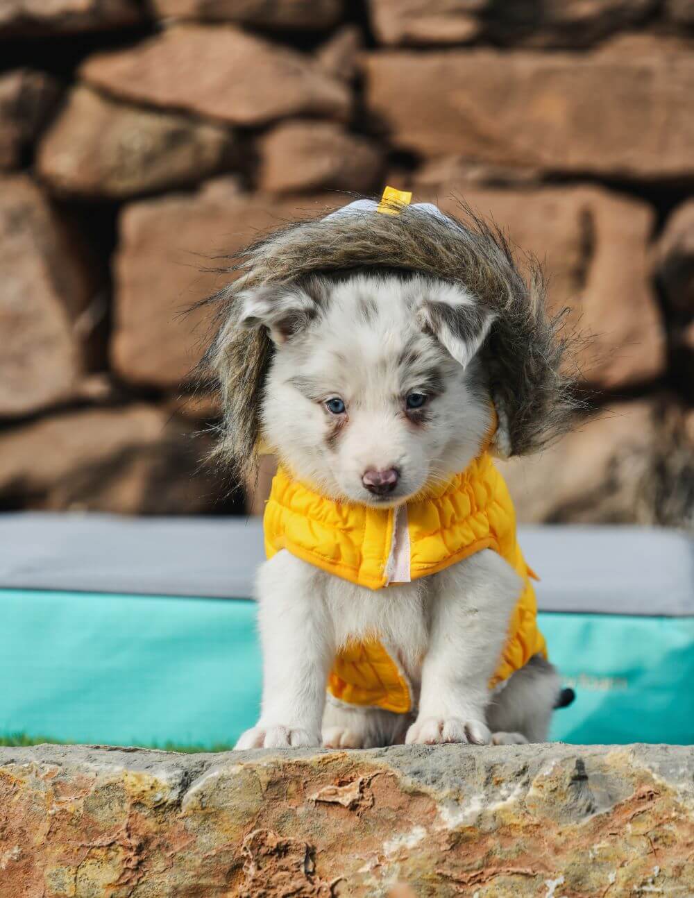 Freedog ECO Pooch Coat