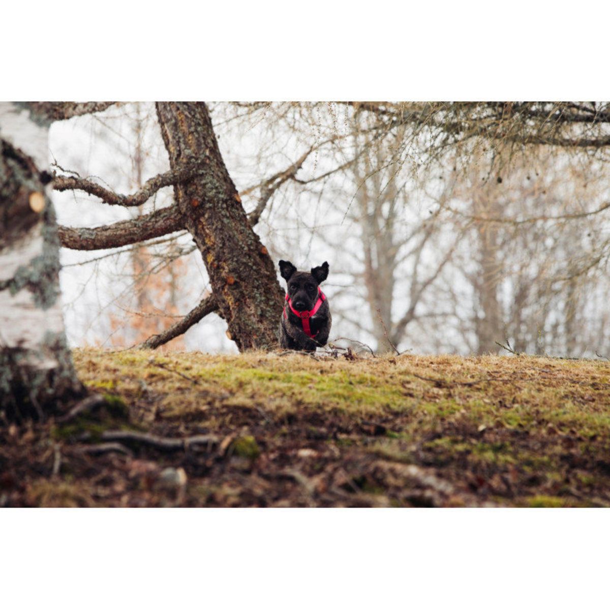 Rukka Pets Form Neon Y-Harness