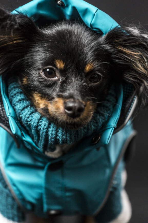 Rukka Pets Stream Raincoat