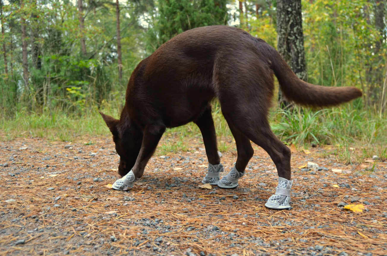 Rukka Pets Light Path Shoes/Summer Shoes Gray (Randomly Dispatched)