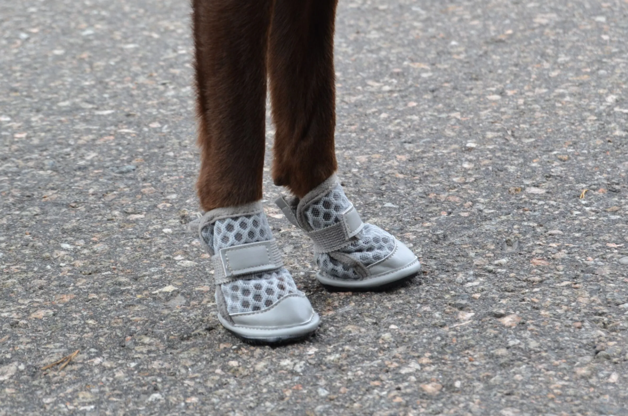 Rukka Pets Light Path Shoes/Summer Shoes Gray (Randomly Dispatched)