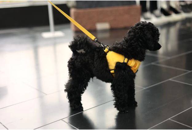 Rukka Pets 迷你束衣束帶
