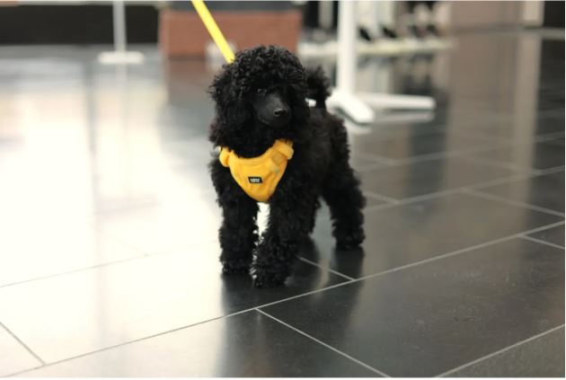 Rukka Pets 迷你束衣束帶