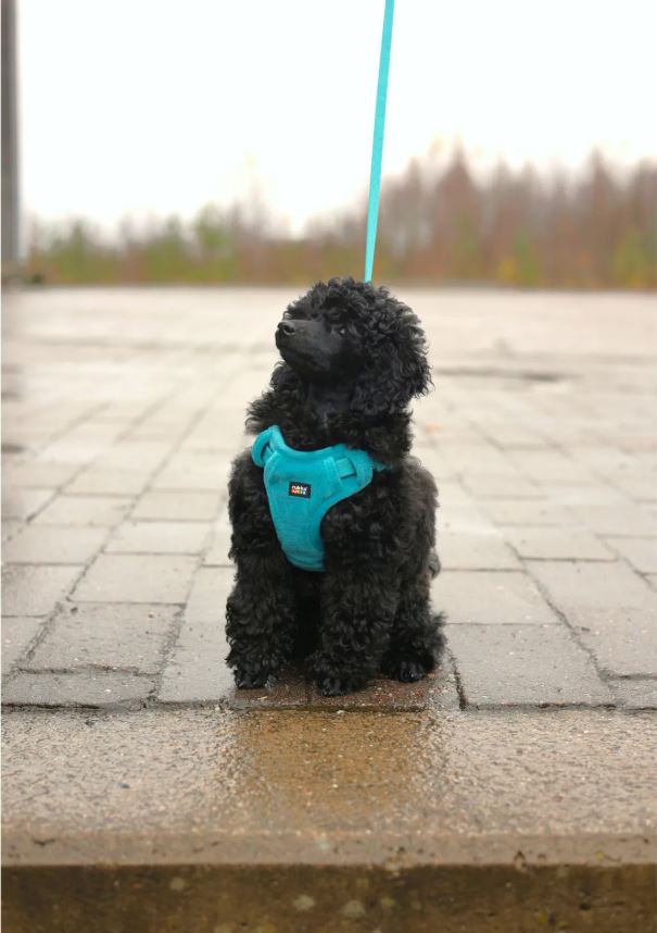 Rukka Pets 迷你束衣束帶