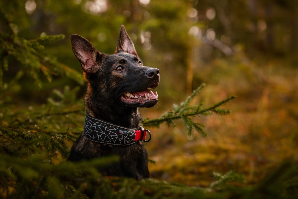 Rukka Pets Cube Soft Collar