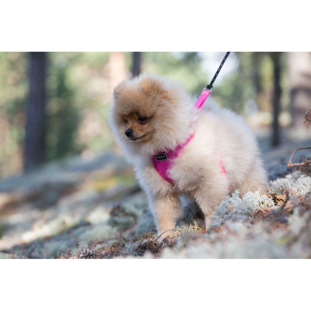 Rukka Pets Mini Comfort Harness