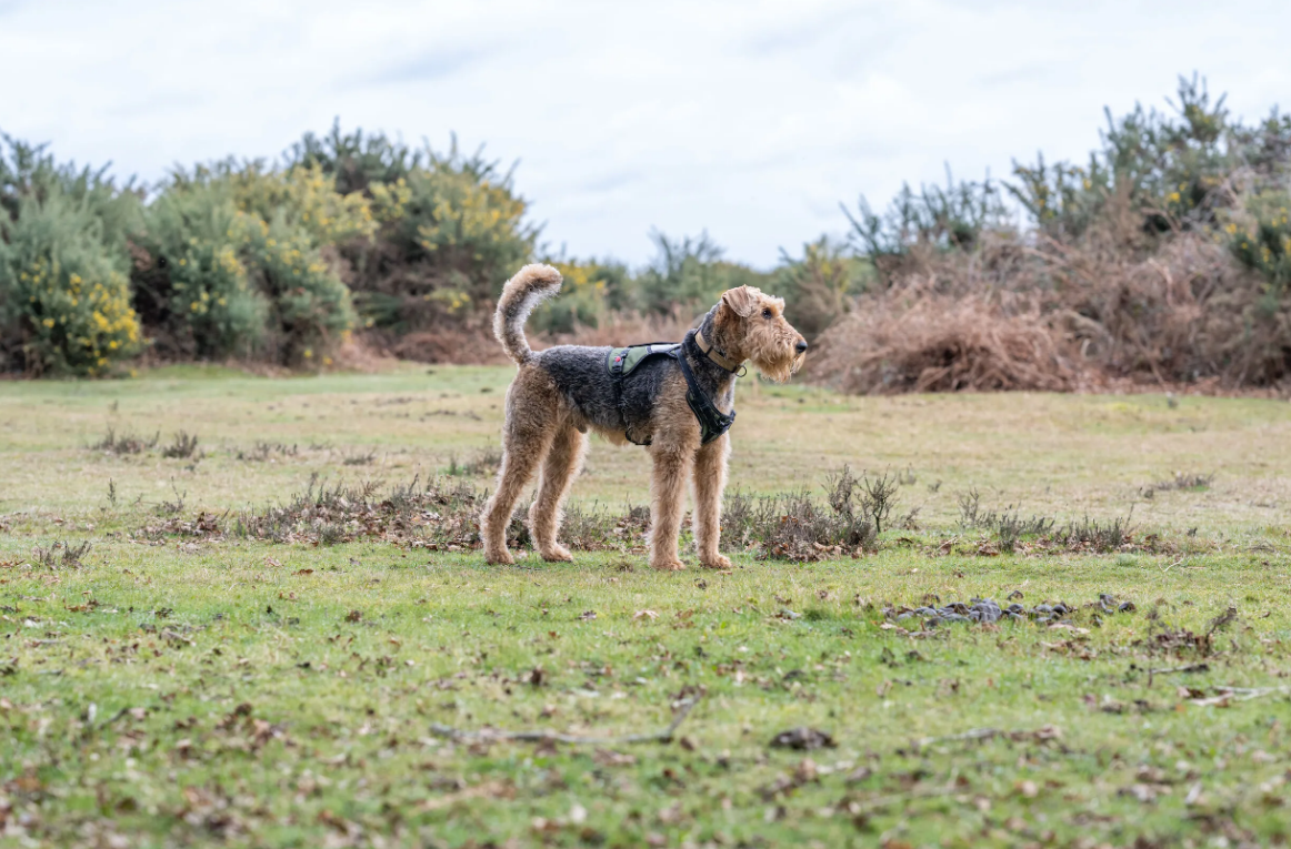 Rukka Pets Mission Harness Green