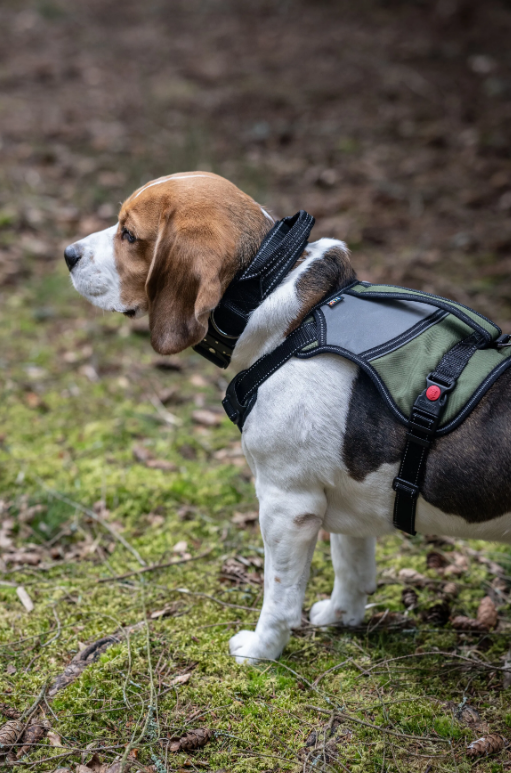 Rukka Pets Mission Harness Green