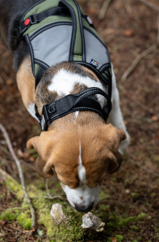 Rukka Pets Mission Harness Green