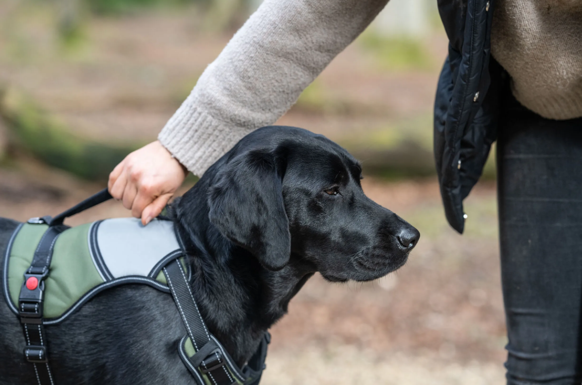 Rukka Pets Mission Harness Green