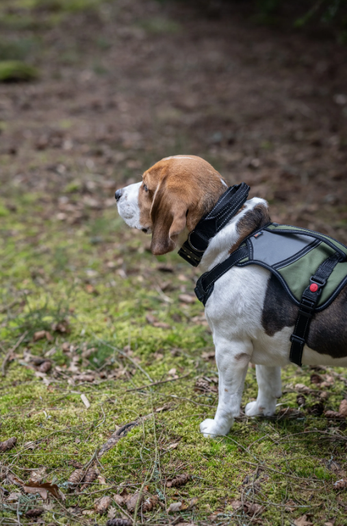 Rukka Pets Mission Harness Green