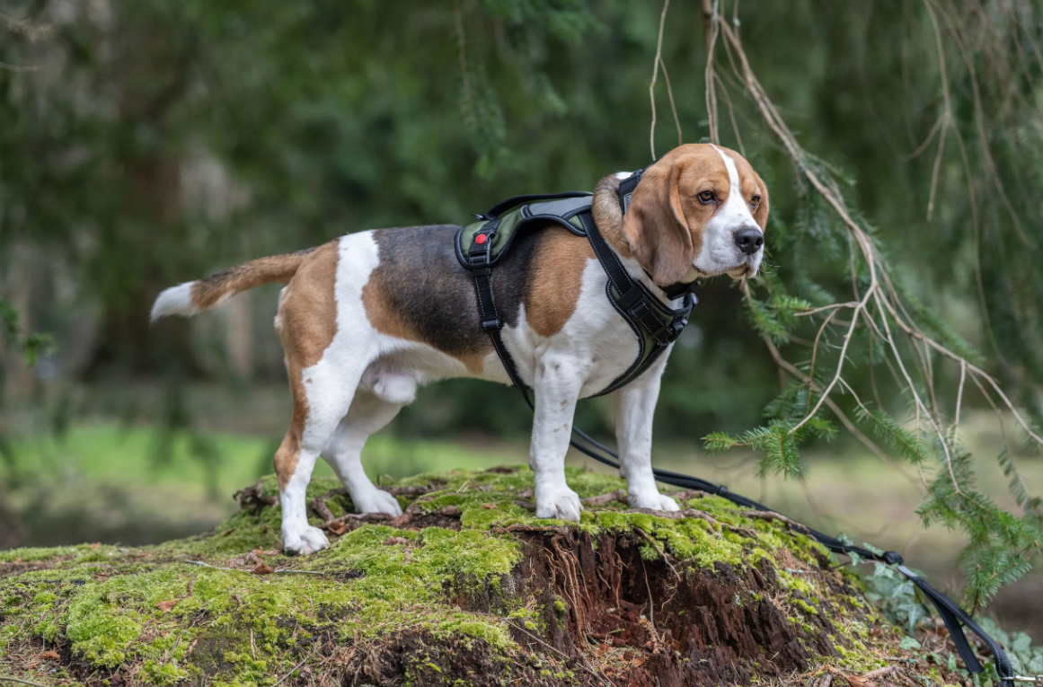 Rukka Pets Mission Harness Green