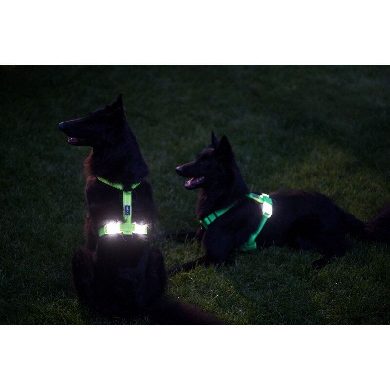 Rukka Pets Neon Light Y-Harness