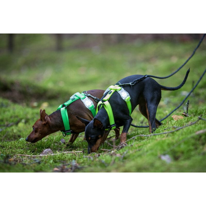 Rukka Pets Neon Light Y-Harness