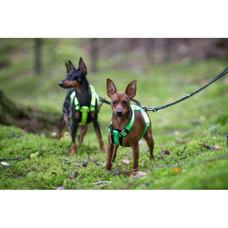 Rukka Pets Neon Light Y-Harness