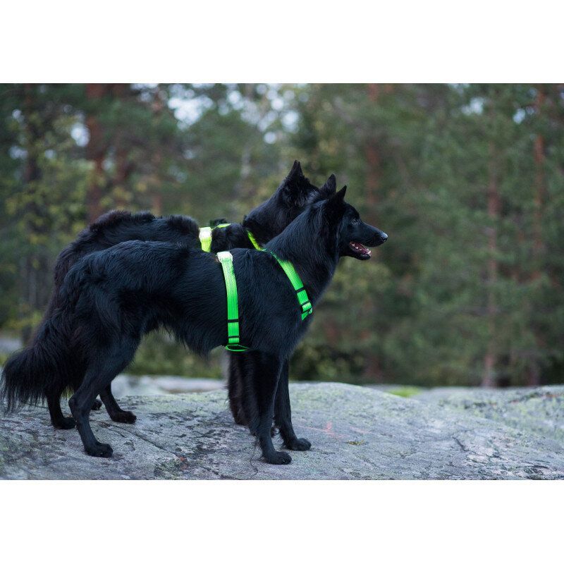 Rukka Pets Neon Light Y-Harness