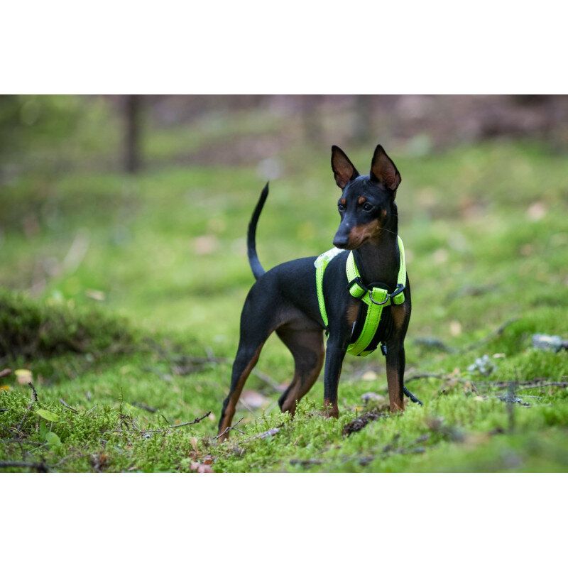 Rukka Pets Neon Light Y-Harness