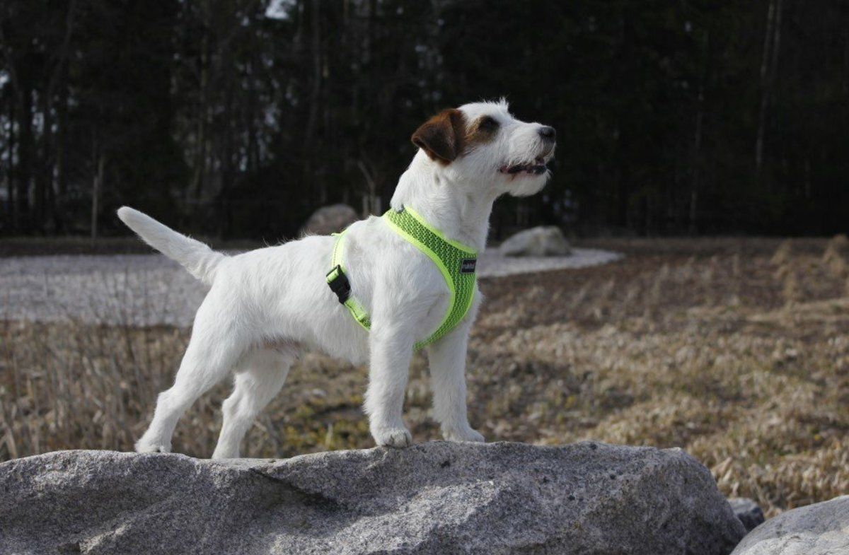 Rukka Pets Comfort Air Harness