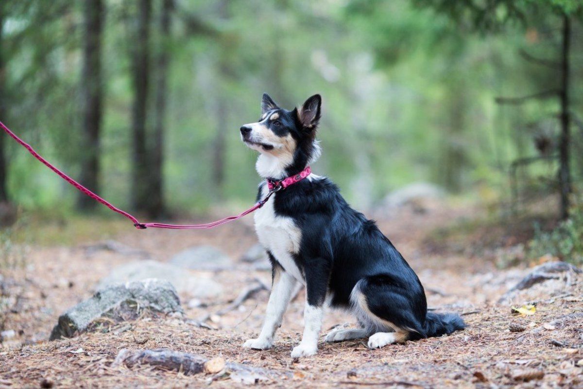 Rukka Pets Twist Collar