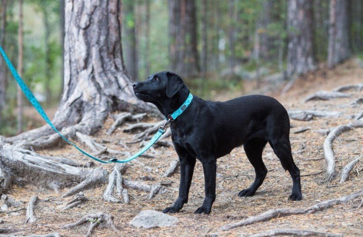 Rukka Pets Twist Collar