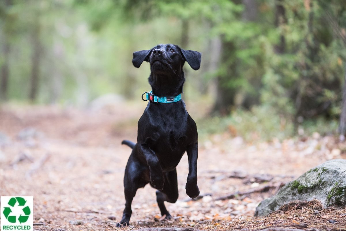 Rukka Pets Twist Collar