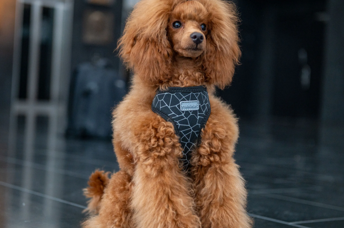 Rukka Pets Cube Mini Harness