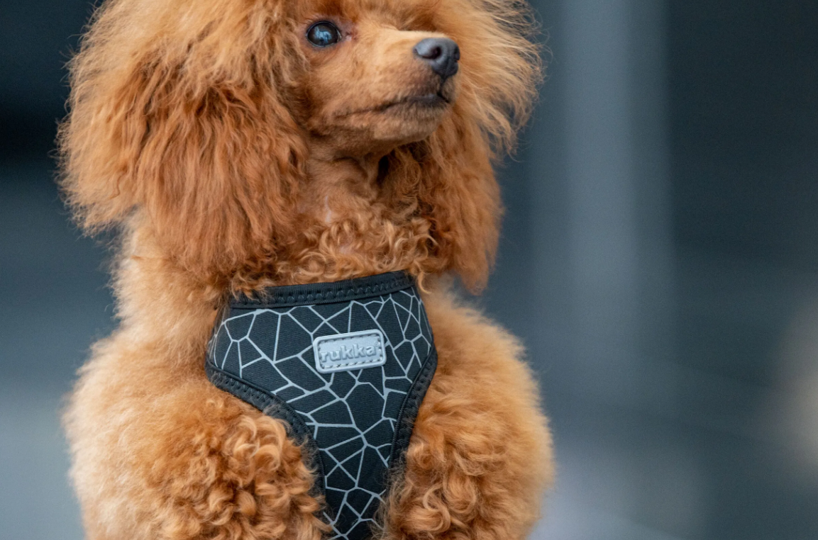 Rukka Pets Cube Mini Harness