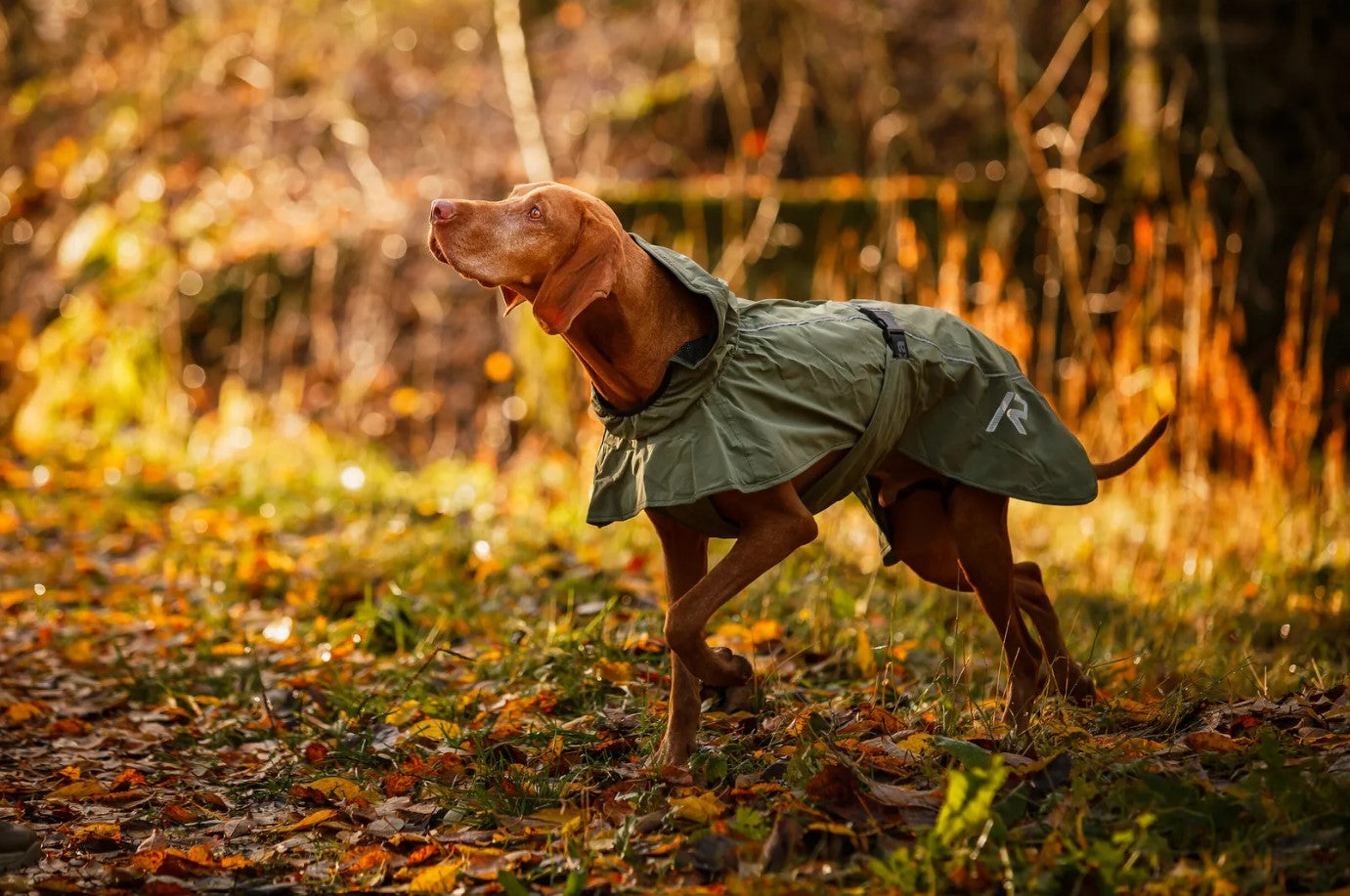 Rukka Pets Sky Raincoat Green