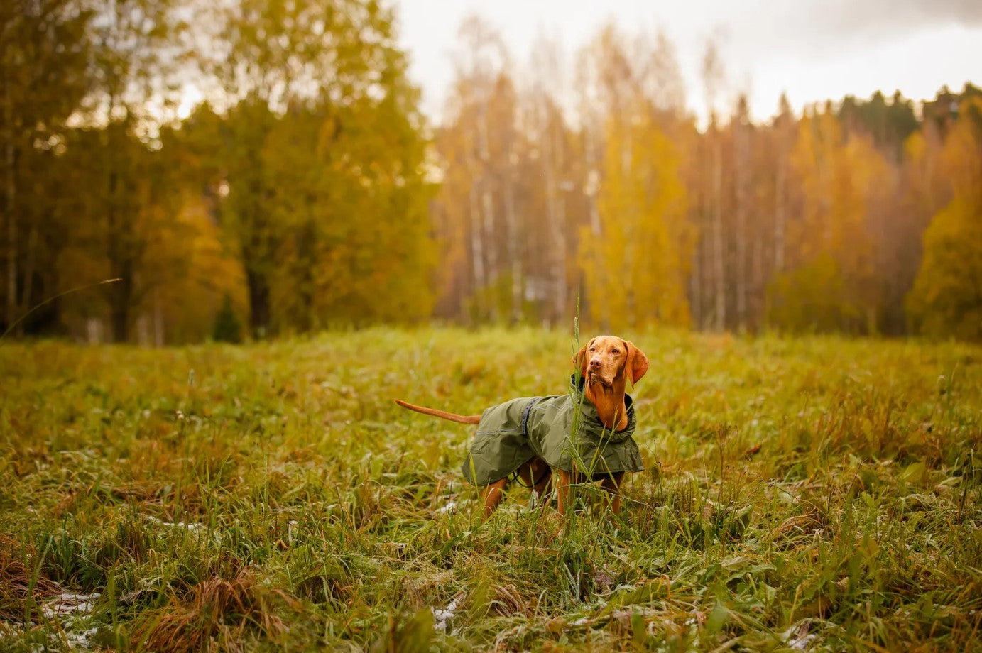 Rukka Pets Sky Raincoat Green